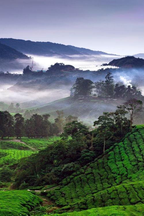 Ou Inn Cameron Highlands ,Ferm Nyonya Restaurant 타나라타 외부 사진