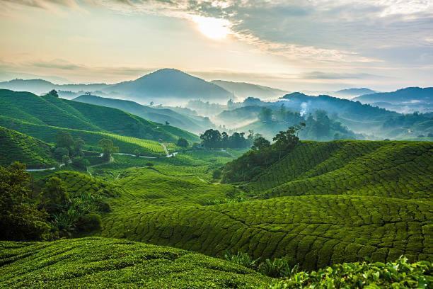 Ou Inn Cameron Highlands ,Ferm Nyonya Restaurant 타나라타 외부 사진